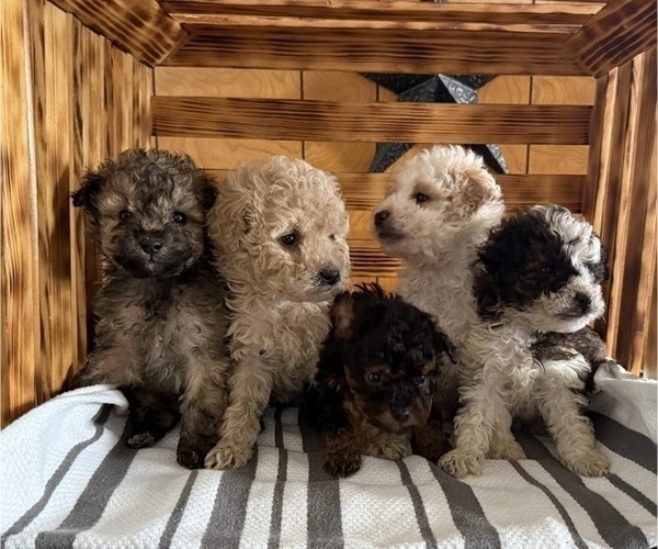 Medium Photo #6 Poodle (Miniature) Puppy For Sale in CURTISS, WI, USA