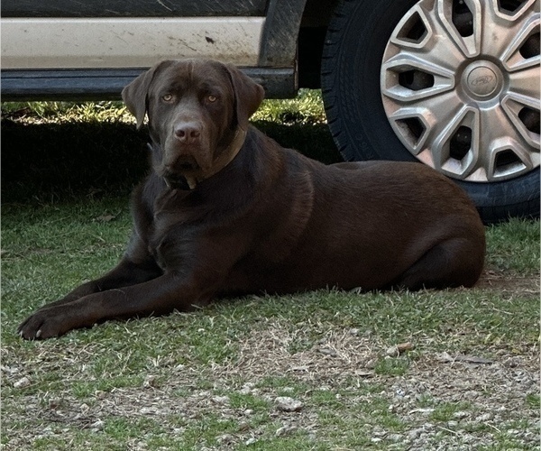 Medium Photo #1 Labrador Retriever Puppy For Sale in NEWNAN, GA, USA