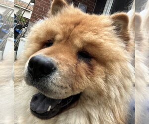 Chow Chow Dogs for adoption in Prescott, Ontario, Canada