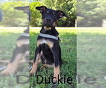 Small #2 Rottweiler Mix