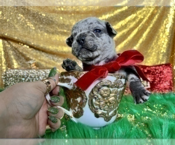 Medium Photo #5 French Bulldog Puppy For Sale in HAYWARD, CA, USA