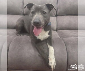 Hufflepuff - Male Labrador Retriever-Unknown Mix Dog for Adoption - Photo #6