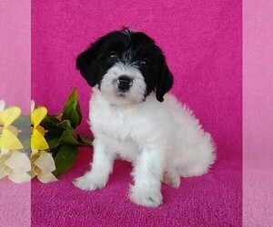 Miniature Labradoodle Puppy for sale in FREDERICKSBG, OH, USA