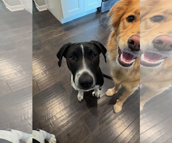 Medium Photo #9 German Shorthaired Pointer-Unknown Mix Puppy For Sale in Overland Park, KS, USA