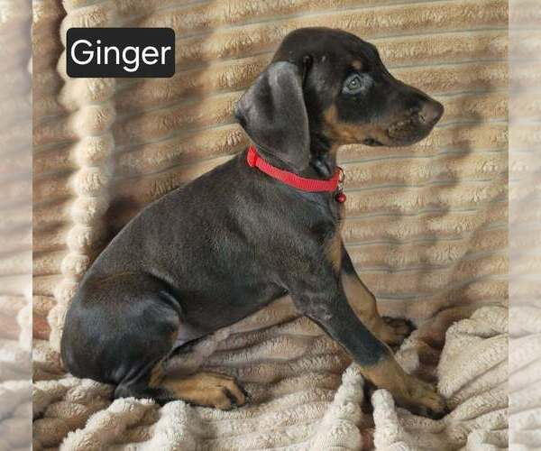 Medium Photo #5 Doberman Pinscher Puppy For Sale in POMEROY, OH, USA