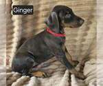 Small #4 Doberman Pinscher