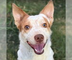 Oliver - Male Mutt Dog for Adoption - Small photo