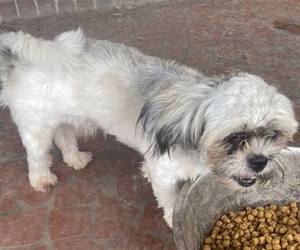 Mal-Shi Puppy for sale in ELIZABETH CITY, NC, USA