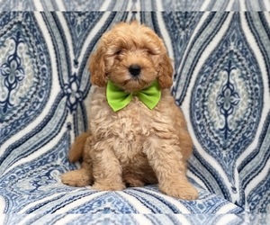 Goldendoodle-Poodle (Toy) Mix Puppy for sale in LAKELAND, FL, USA
