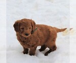 Small Photo #2 Goldendoodle (Miniature) Puppy For Sale in LEOLA, PA, USA