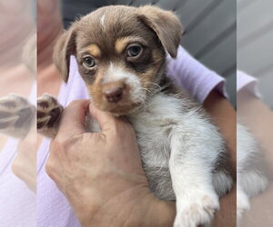 Mutt Dogs for adoption in Dana Point, CA, USA
