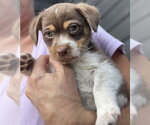 Small Mutt