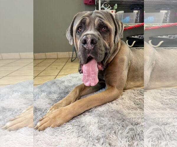 Medium Photo #2 Mutt Puppy For Sale in Goodyear, AZ, USA