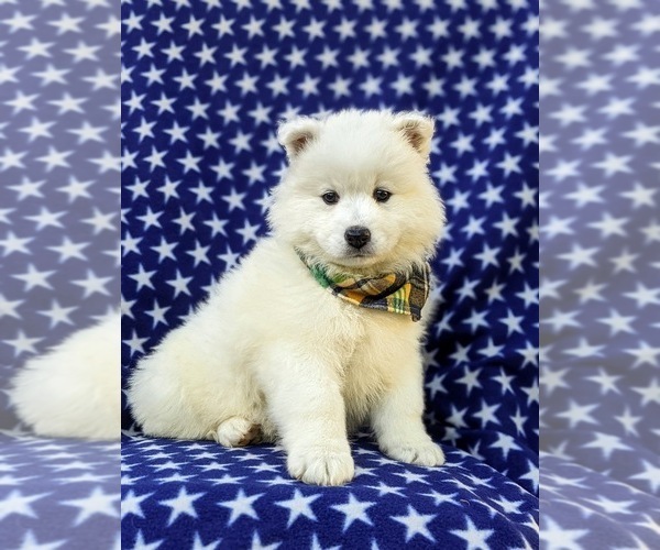 Medium Photo #1 Samoyed Puppy For Sale in OXFORD, PA, USA