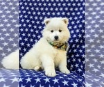 Small Photo #1 Samoyed Puppy For Sale in OXFORD, PA, USA