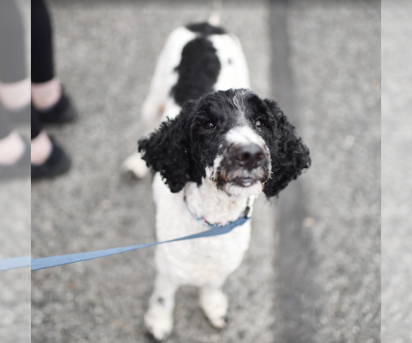 Medium Photo #4 Mutt Puppy For Sale in Brooklyn, NY, USA