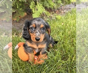 Dachshund Puppy for sale in MIDDLEBURY, IN, USA