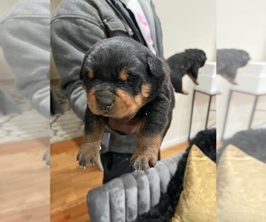 Rottweiler Puppy for sale in BALTIMORE, MD, USA