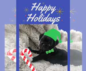 Pug Puppy for Sale in LOS ANGELES, California USA