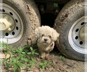 Maltese-Maltichon Mix Puppy for sale in GREENFIELD, IN, USA