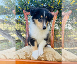Small #5 Collie
