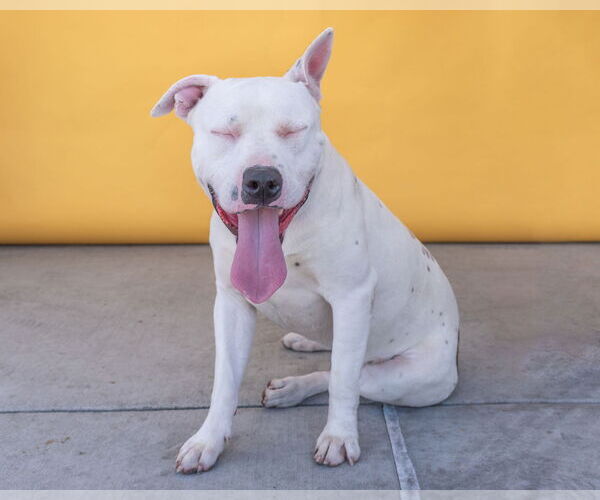 Medium Photo #2 American Pit Bull Terrier Puppy For Sale in Pasadena, CA, USA