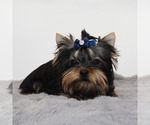 Small #3 Yorkshire Terrier