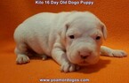 Small Photo #179 Dogo Argentino Puppy For Sale in JANE, MO, USA