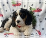Small Photo #3 Bernese Mountain Dog Puppy For Sale in CEDAR LANE, PA, USA