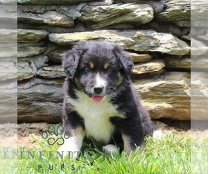 Australian Shepherd Puppy for sale in DELTA, PA, USA