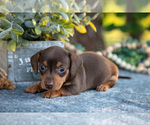 Puppy Bitsy Dachshund