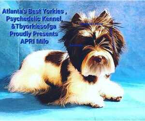 Father of the Yorkshire Terrier puppies born on 05/06/2025