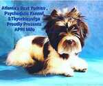 Small Photo #1 Yorkshire Terrier Puppy For Sale in DECATUR, GA, USA