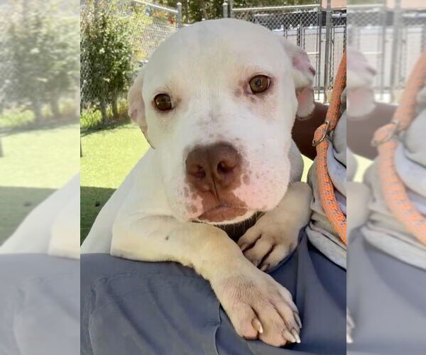 Medium Photo #1 American Pit Bull Terrier-Unknown Mix Puppy For Sale in Woodland, CA, USA