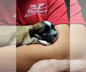 Shiranian Puppy for sale in BOCA RATON, FL, USA