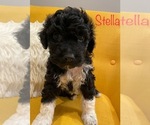 Puppy 6 Portuguese Water Dog