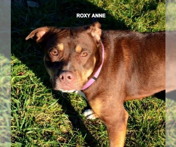 Medium Photo #2 Rottweiler-American Pit Bull Terrier Puppy For Sale in Kansas City, MO, USA