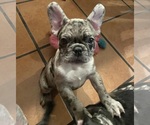 Puppy 3 French Bulldog