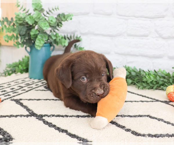 Medium Photo #2 Labrador Retriever Puppy For Sale in SYRACUSE, IN, USA