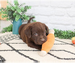 Small #1 Labrador Retriever