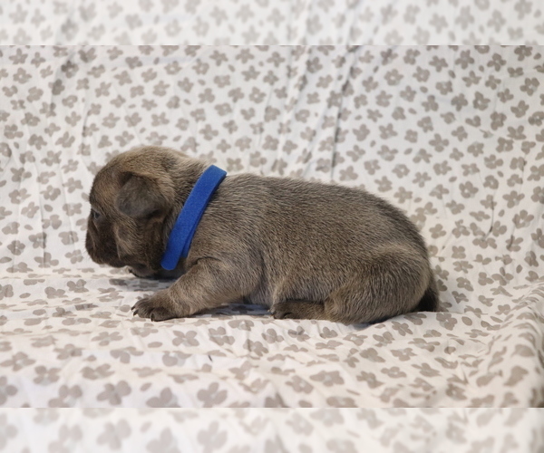 Medium Photo #3 French Bulldog Puppy For Sale in MANCHESTER, MI, USA