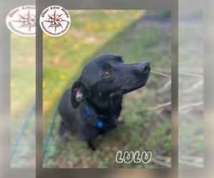 Chihuahua-Unknown Mix Dogs for adoption in Princeton, British Columbia, Canada