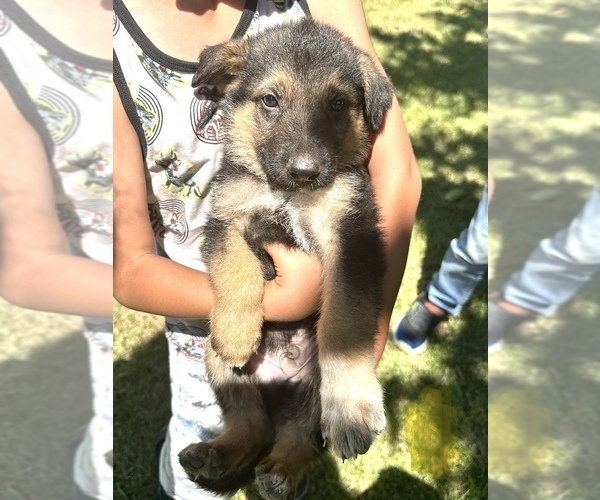 Medium Photo #1 German Shepherd Dog Puppy For Sale in WILMINGTON, IL, USA