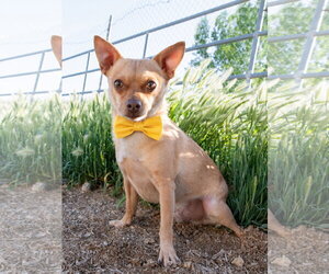 Chihuahua-Unknown Mix Dogs for adoption in Sandy, UT, USA