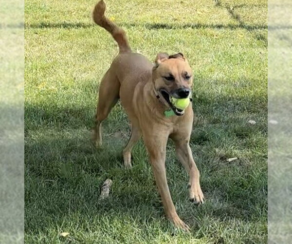 Medium Photo #9 Mutt Puppy For Sale in Fargo, ND, USA