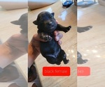 Small Photo #16 Staffordshire Bull Terrier Puppy For Sale in HOUSTON, TX, USA