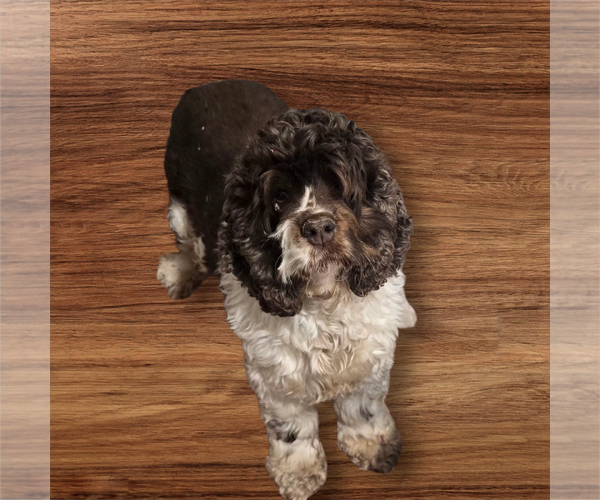 Medium Photo #1 Cocker Spaniel Puppy For Sale in Seaford, DE, USA