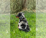 Small #3 Dachshund