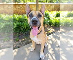 Small #2 German Shepherd Dog Mix