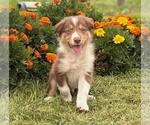 Small #9 Border Collie-Bordoodle Mix